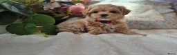 Maltipoo dogs for sale: Stunning Toy Asian & Korean F1 Maltipoo Apricot - Advert 22