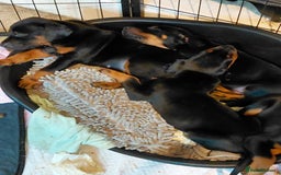 Dobermann dogs for sale: Doberman puppies looking for their forever home - Advert 10