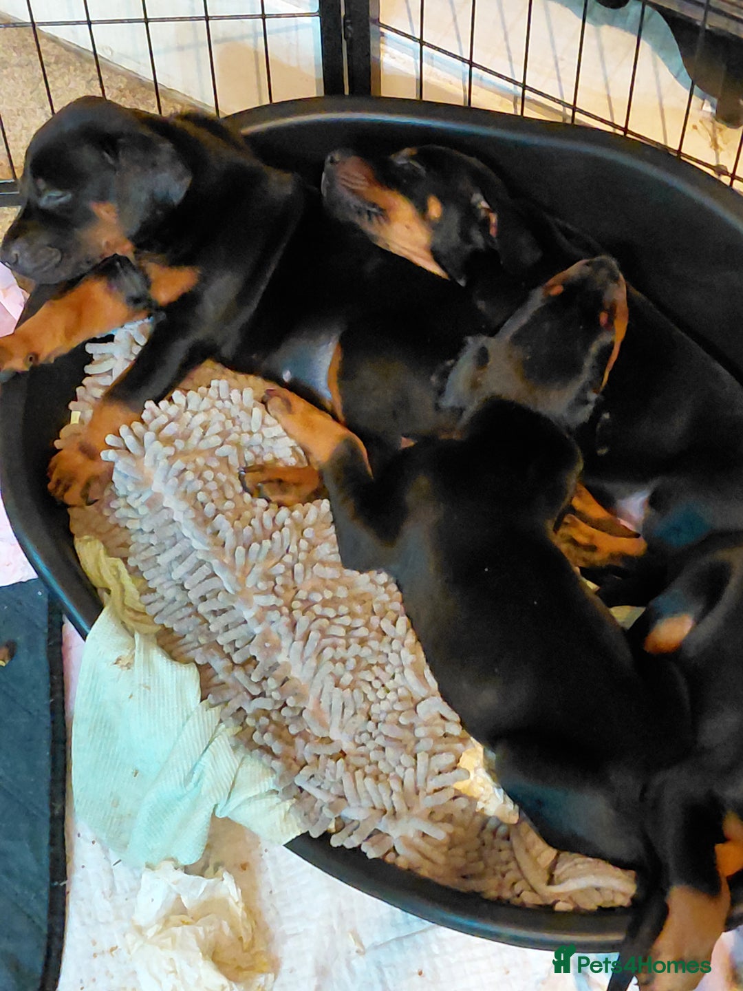 Dobermann dogs for sale: Doberman puppies looking for their forever home - Advert 10