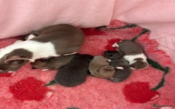 Chihuahua dogs for sale: 🔥🔥stunning chihuahua pups🔥🔥 - Image 12