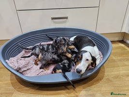Dachshund dogs - Advert 5