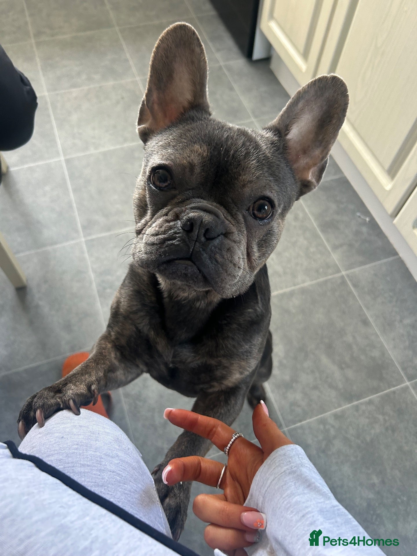 French Bulldog dogs French bulldog male - Advert 1