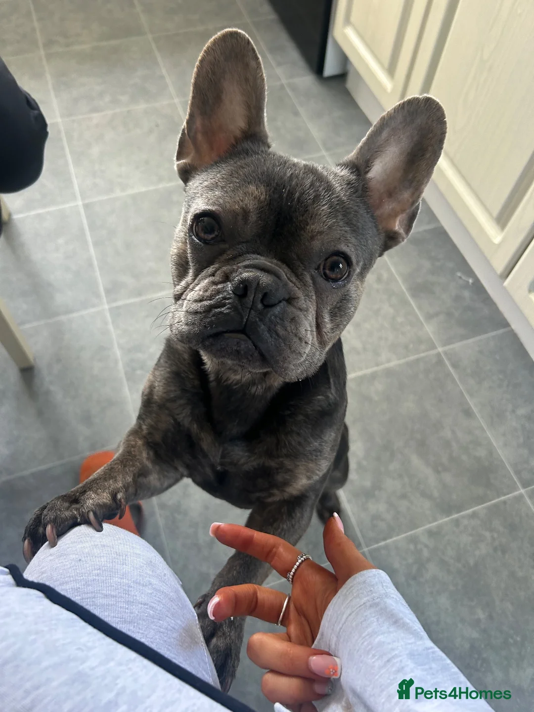 French Bulldog dogs for sale: French bulldog male - Advert 1