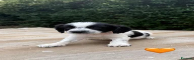 Sprocker 3