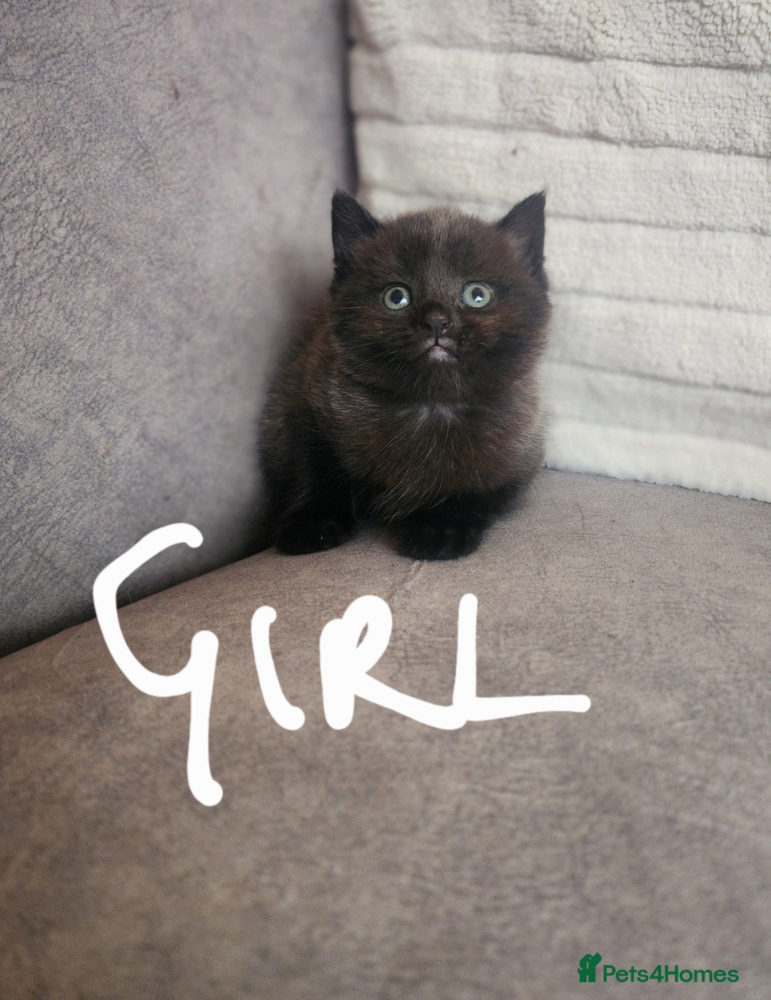 British Shorthair cats for sale: 5 beautiful british shorthair kittens - Image 18