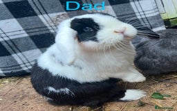Mini Lop rabbits for sale: 2 beautiful pure mini lop babies - Image 13