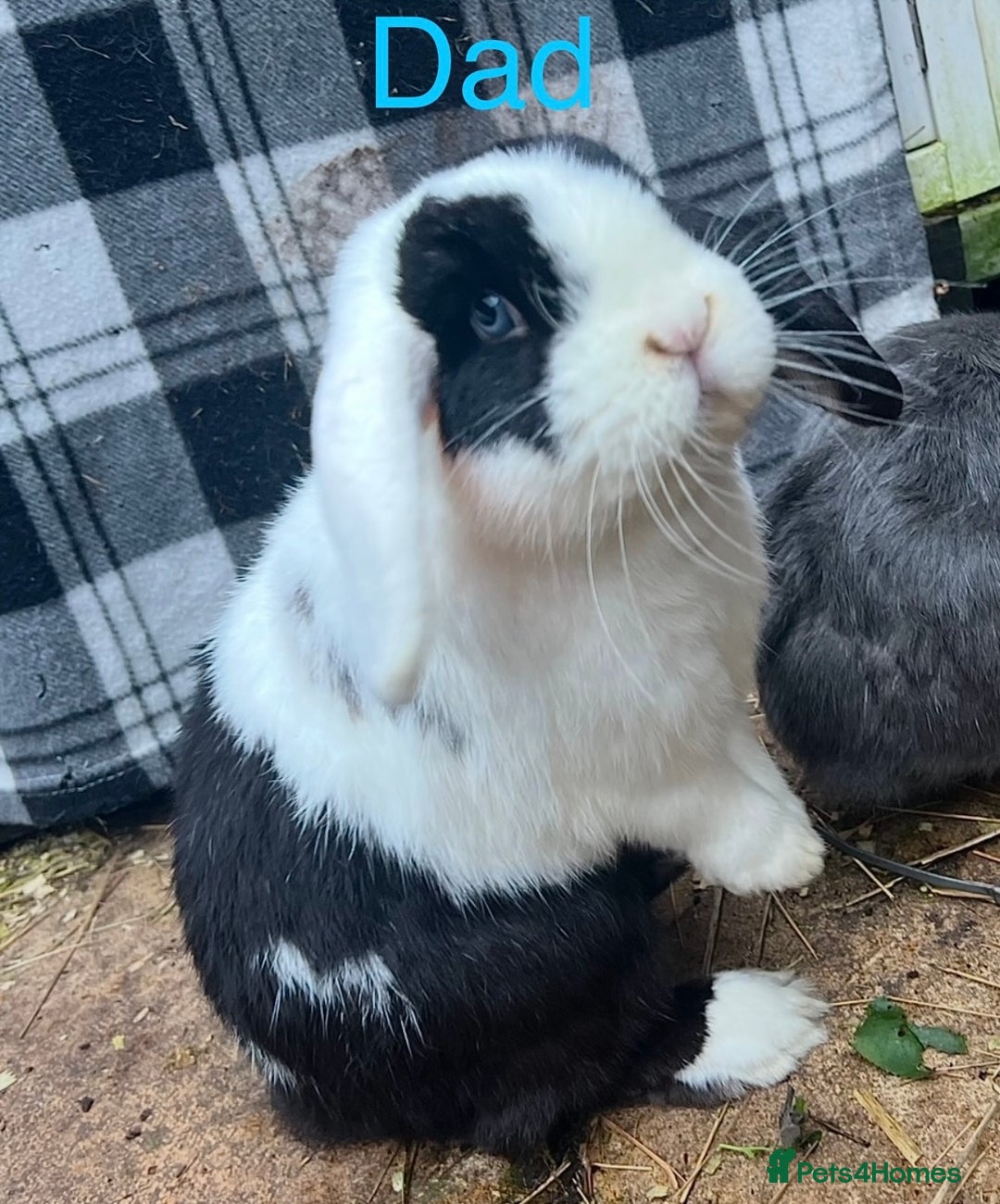 Mini Lop rabbits for sale: 2 beautiful pure mini lop babies - Image 13