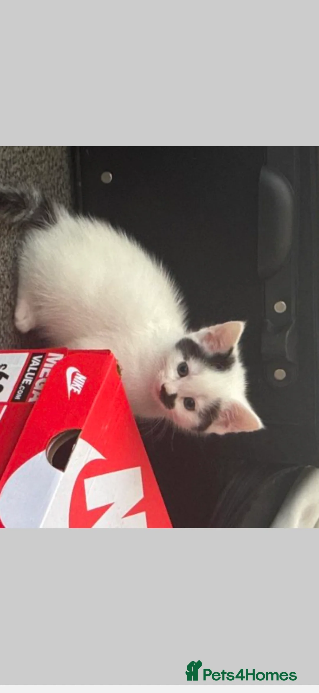 Mixed Breed cats for sale: Kittens - Advert 3