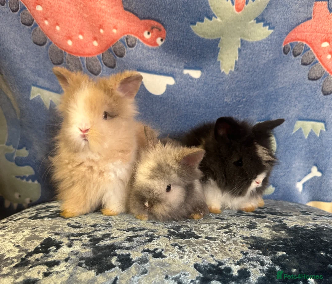Lionhead rabbits for sale: Adorable double mane lionhead baby bunnies  - Advert 2