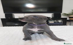 Whippet dogs for sale: Whippet pups  - Image 9