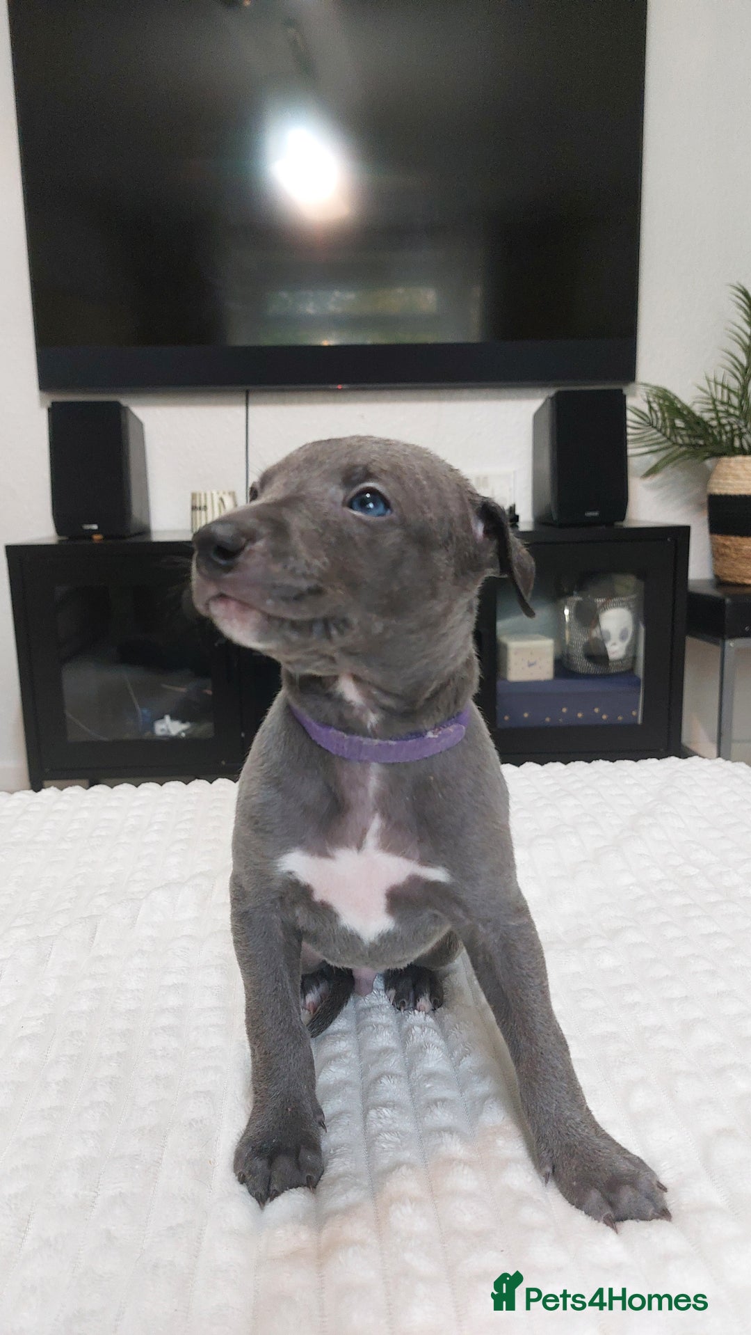 Whippet dogs for sale: Whippet pups  - Image 9