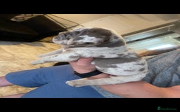 English Bulldog dogs for sale: 10 Top quality English bulldog puppies for sale  - Image 23