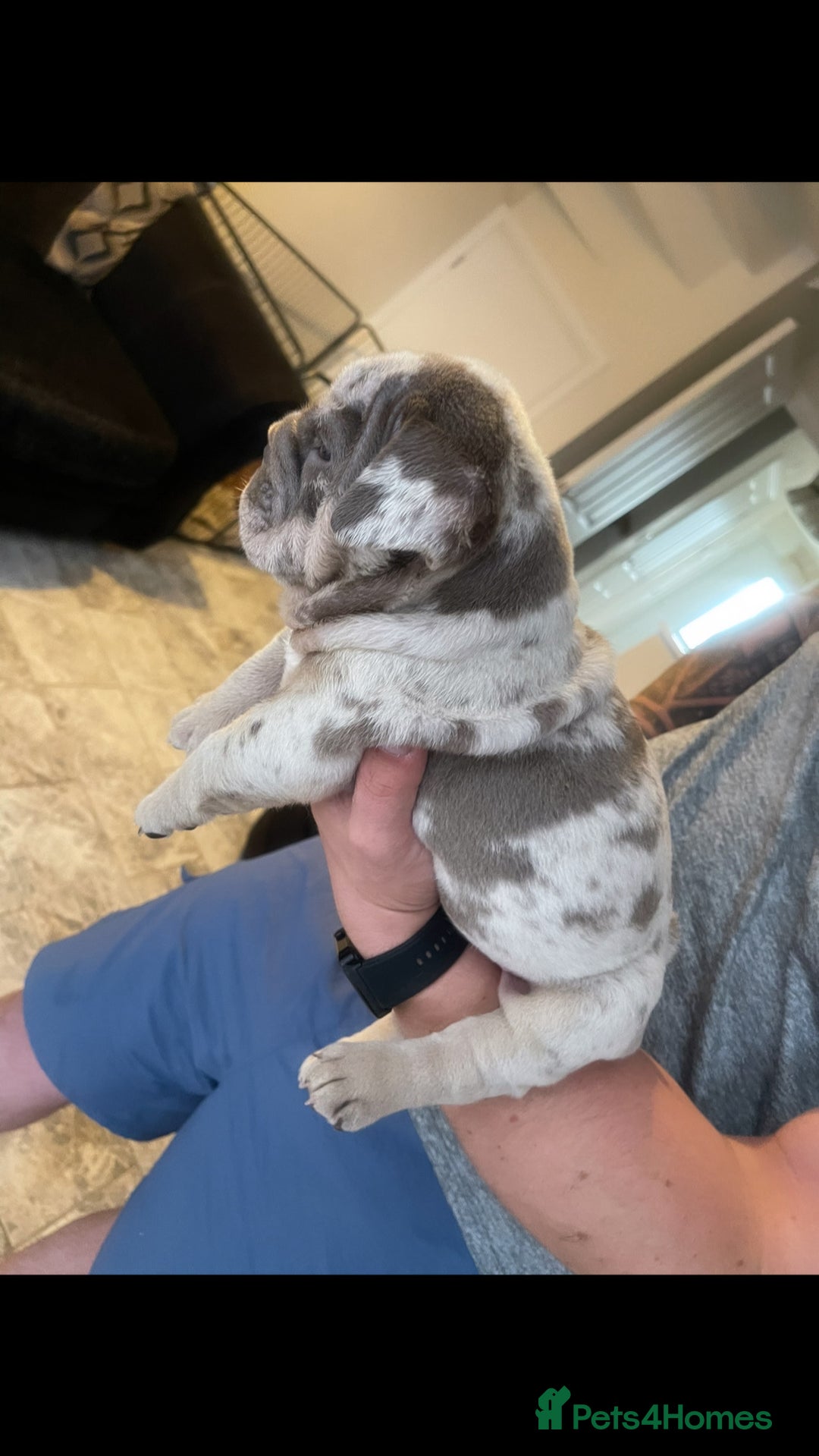 English Bulldog dogs for sale: 10 Top quality English bulldog puppies for sale  - Image 23