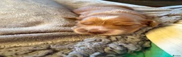 Cocker Spaniel dogs for sale: KC registered cocker spaniel puppies for sale - Advert 7