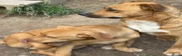 Mixed Breed dogs for adoption: Mum & Daughter Pair - Zelda & Freya in Brighton - Advert 9