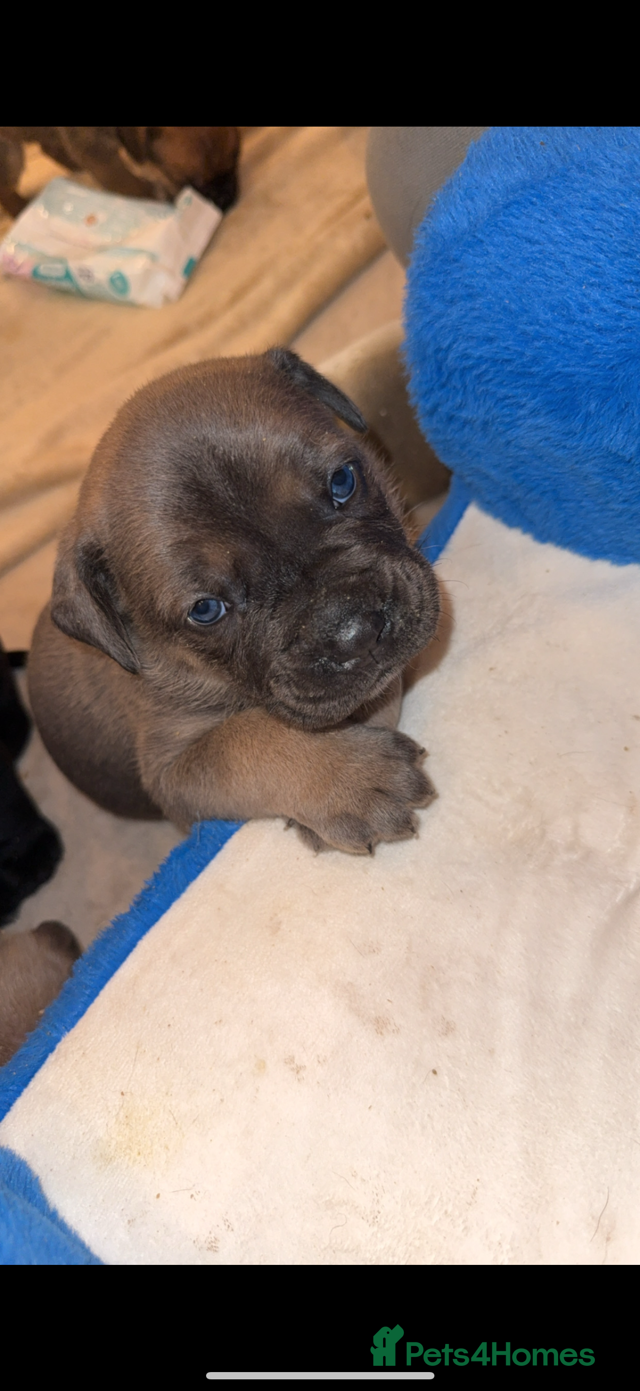 Cane Corso dogs ICF/ICCF Champion 6th GENERATION Cane Corso pups - Advert 2