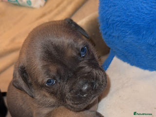 Cane Corso dogs ICF/ICCF Champion 6th GENERATION Cane Corso pups - Advert 2