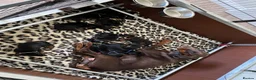 Dobermann dogs for sale: WAITLIST 2026 CEZARBLUE KC LICENSED BREEDER ⭐️ - Advert 3
