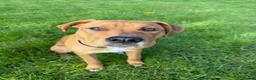 Mixed Breed dogs for sale: Experienced Home Needed❤️ - Advert 7