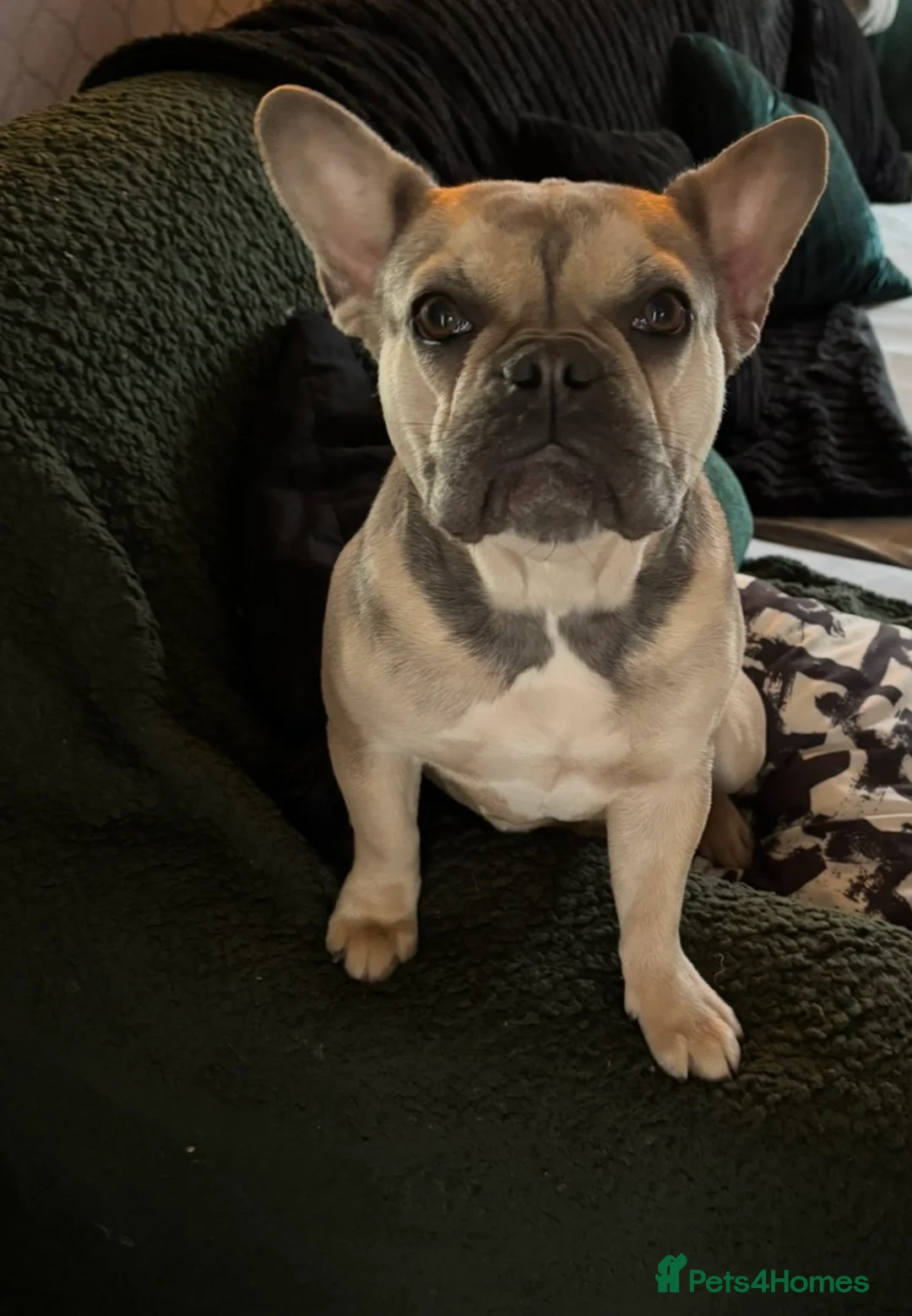 French Bulldog dogs for sale: Rehome mother and daughter frenchie  in Leicester - Advert 2