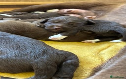 Labradoodle dogs for sale: Irresistible Labradoodles  - Image 3