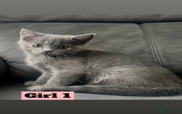 British Shorthair cats for sale: Beautiful Purebreed British Shorthair X Tabby - Image 1