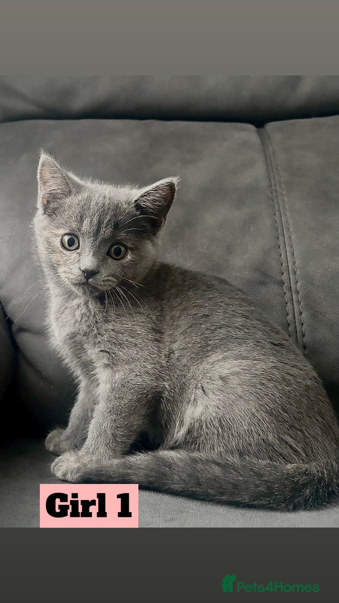 British Shorthair cats for sale: Beautiful Purebreed British Shorthair X Tabby - Image 1