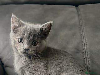 British Shorthair cats Beautiful Purebreed British Shorthair X Tabby - Advert 13