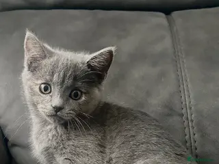 British Shorthair cats Beautiful Purebreed British Shorthair X Tabby - Advert 23