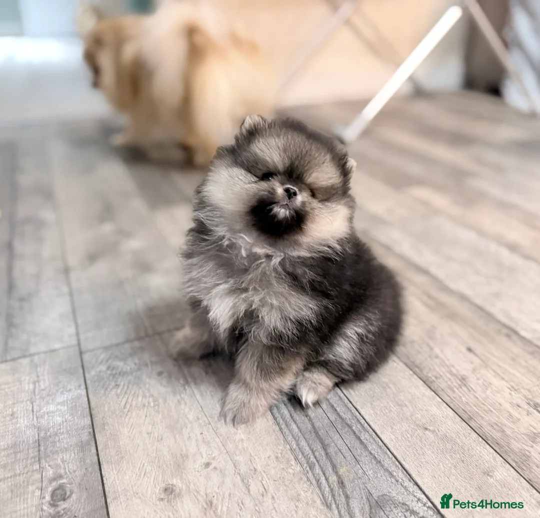 Pomeranian dogs for sale: Stuning Rare Colour Pomeranian Boy - Wolf Sable  - Advert 8
