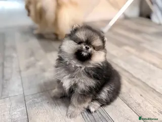 Pomeranian dogs Stuning Rare Colour Pomeranian Boy - Wolf Sable - Advert 13
