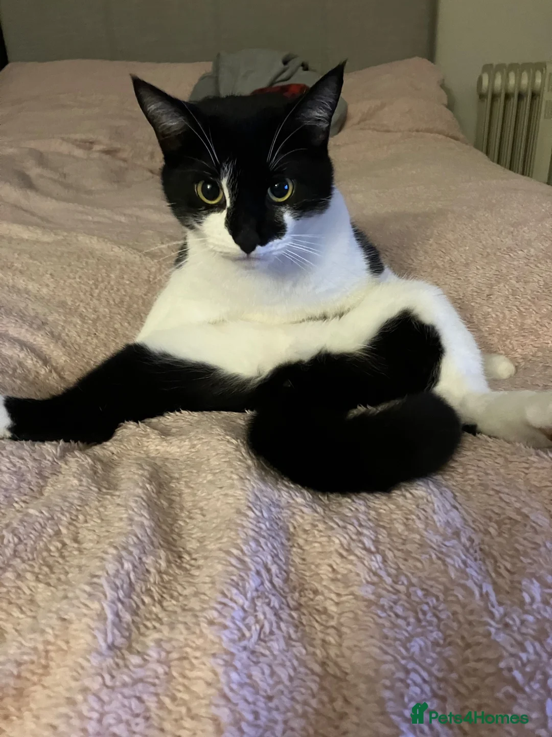 Domestic Shorthair cats for sale: 6 Year Old Male Fred - Advert 1