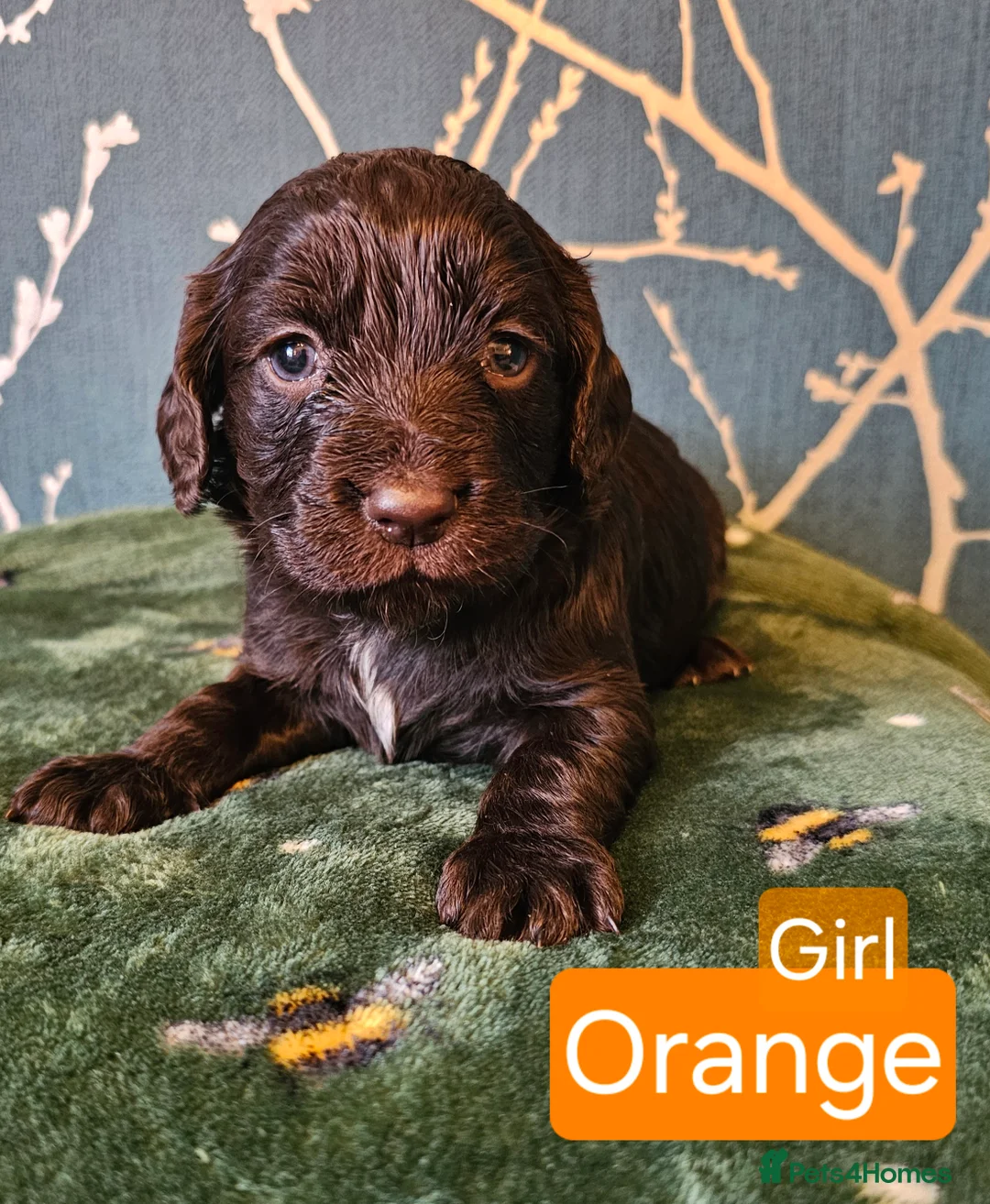 Cocker Spaniel dogs for sale: Working cocker spaniel puppies - Advert 4
