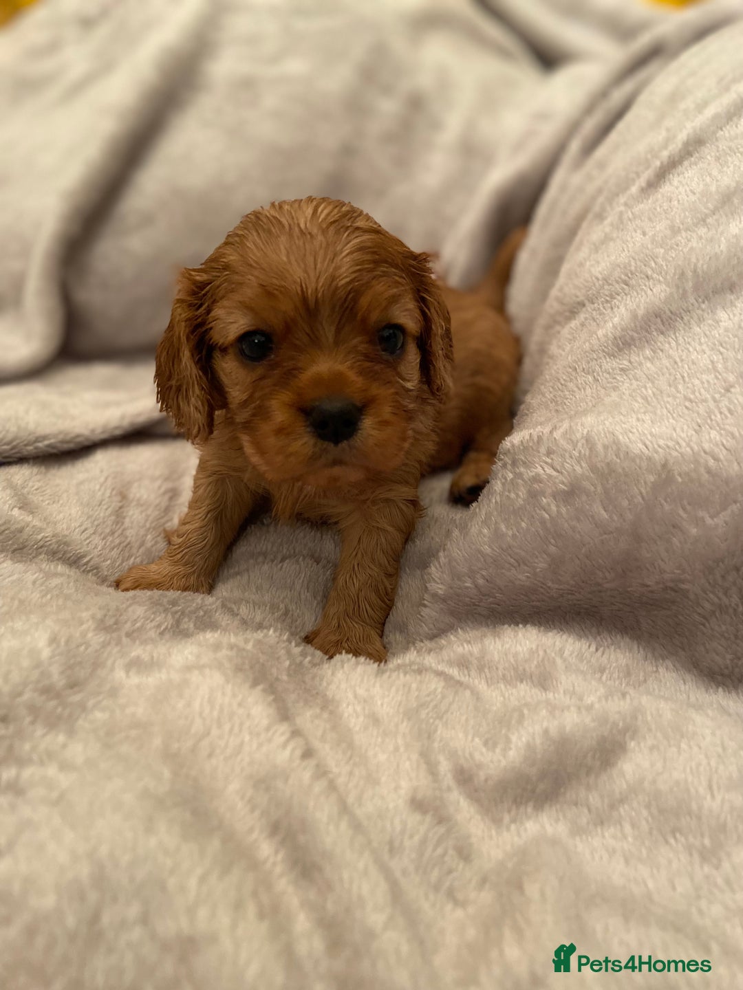 Cavalier King Charles Spaniel dogs for sale: Exceptional, ruby pure bred Cavaliers - Advert 3