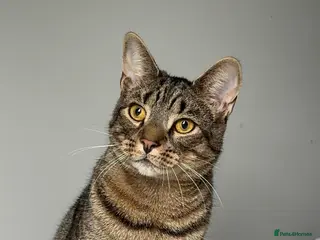 Egyptian Mau cats Cat for free - Advert 1