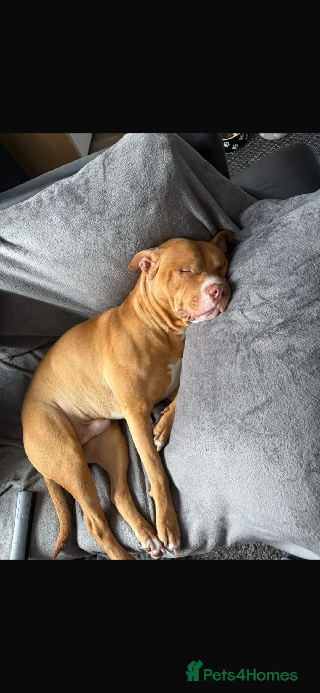 Mixed Breed dogs for sale: dave  in Saint Helens - Advert 4