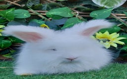 Angora rabbits for sale: 2 Beautiful Angoras Ready Now  - Image 1