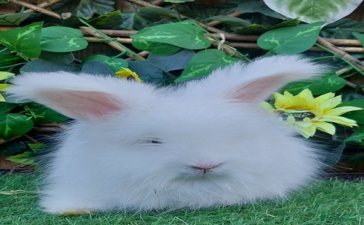 Angora rabbits - Advert 2