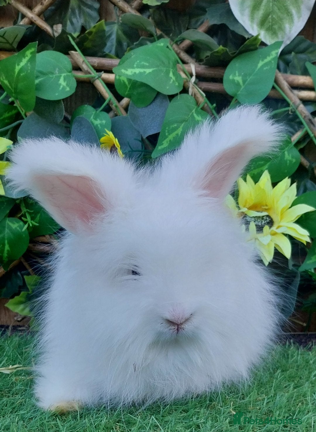 Angora rabbits for sale: 2 Beautiful Angoras Ready Now  - Image 1