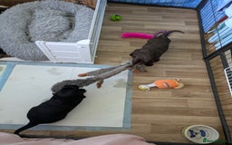 Sprocker dogs for sale: F1 health tested working Sprockers - Image 15