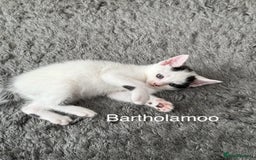 Mixed Breed cats for sale: 3 boys 2 girls - Image 12