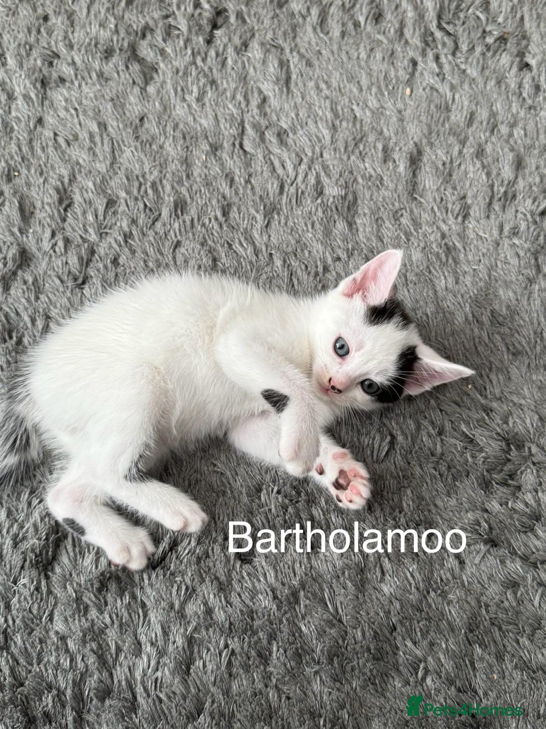 Mixed Breed cats for sale: 3 boys 2 girls - Image 12