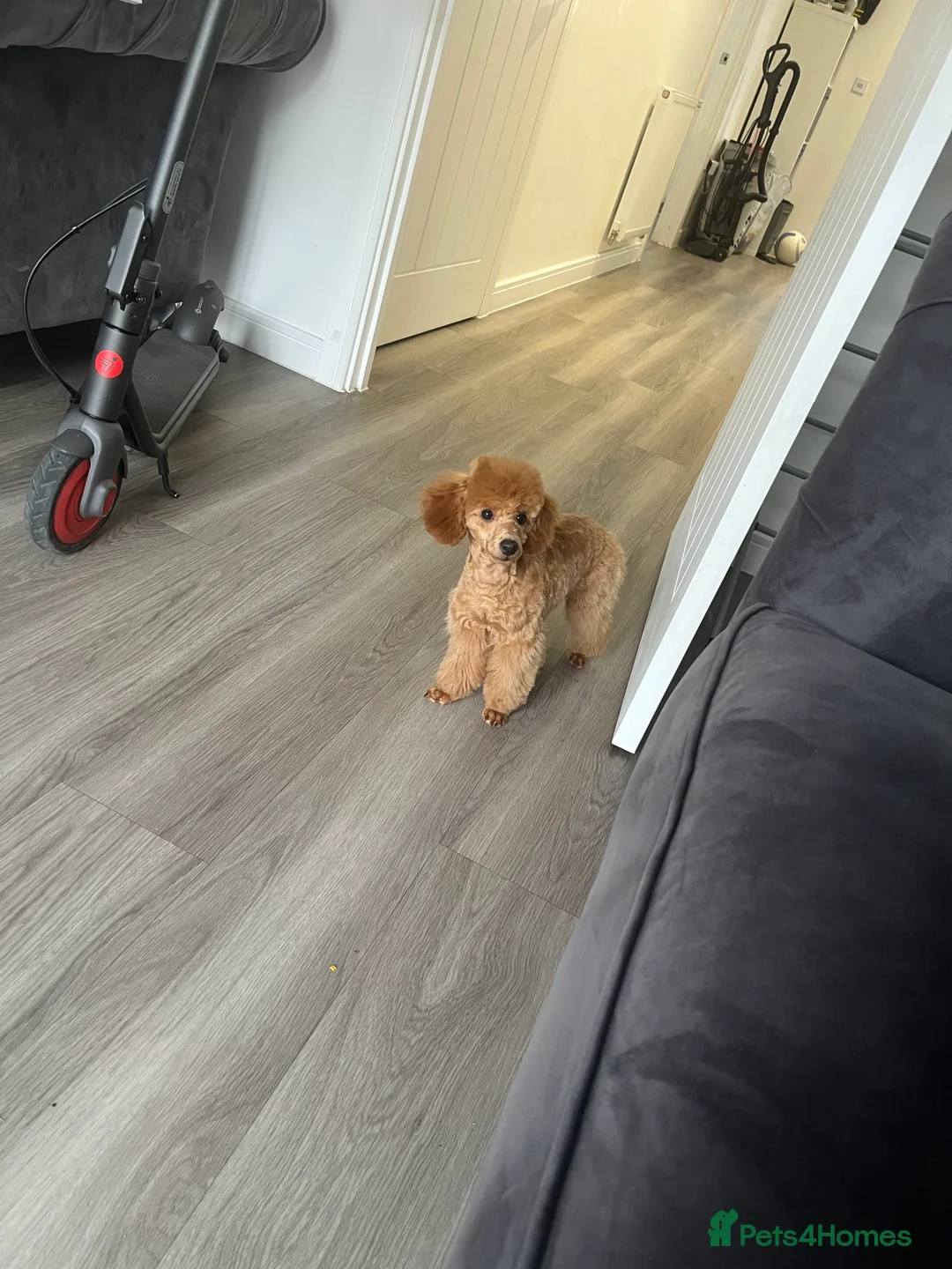 Toy Poodle dogs for sale: Beautiful red toy poodle KC registered  - Advert 6