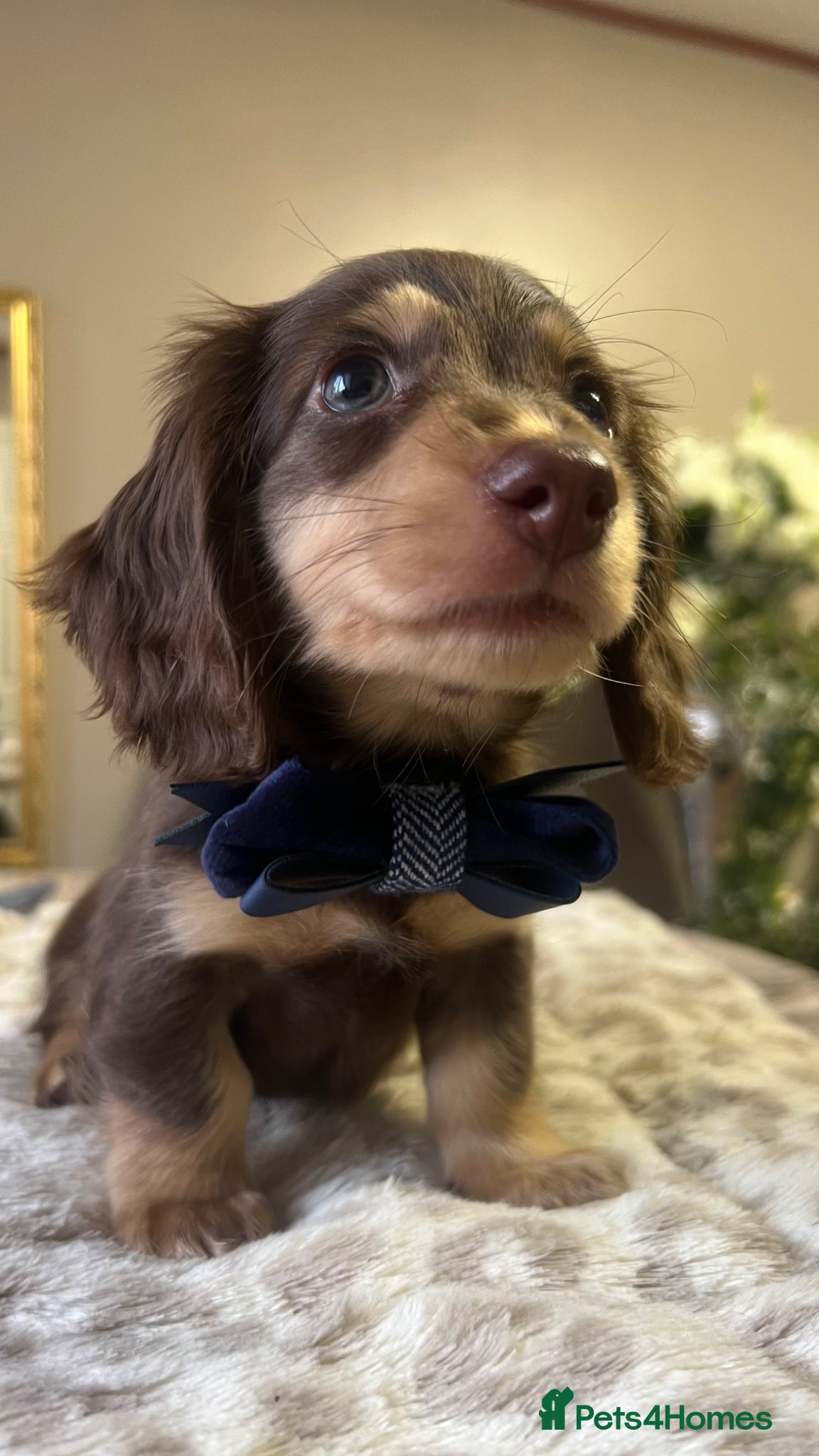 Miniature Dachshund dogs 🐾 Stunning Chocolate Cream Mini Longhair Boys ✨🐶 - Advert 8