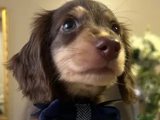 Miniature Dachshund dogs 🐾 Stunning Chocolate Cream Mini Longhair Boys ✨🐶 - Advert 8