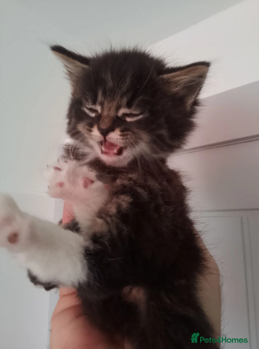 Mixed Breed cats for sale: Kitty's  - Advert 9