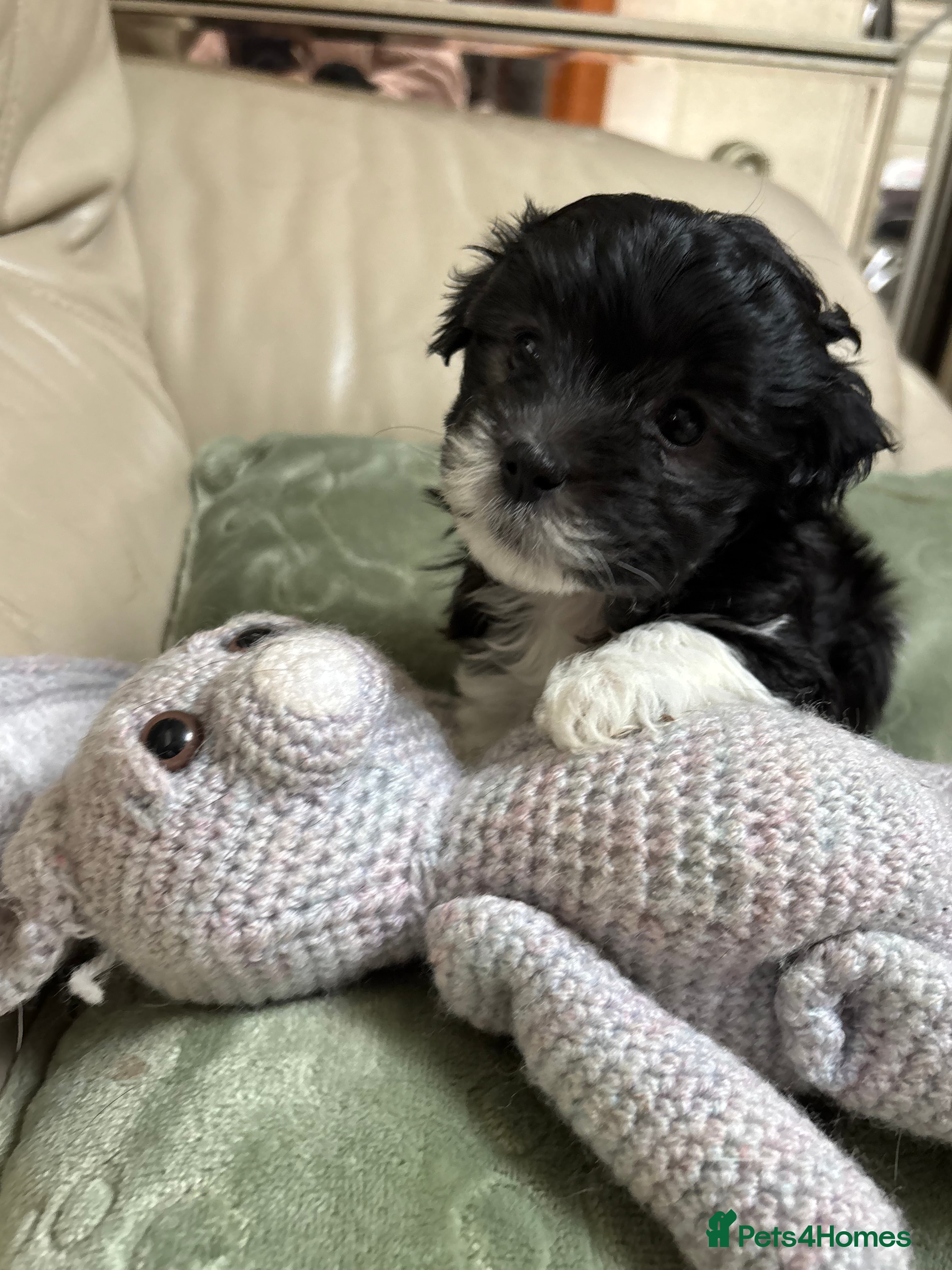 Mixed Breed dogs Adorable Bolonoodle Puppies - Advert 6