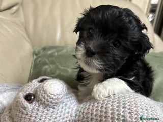 Mixed Breed dogs Adorable Bolonoodle Puppies - Advert 6