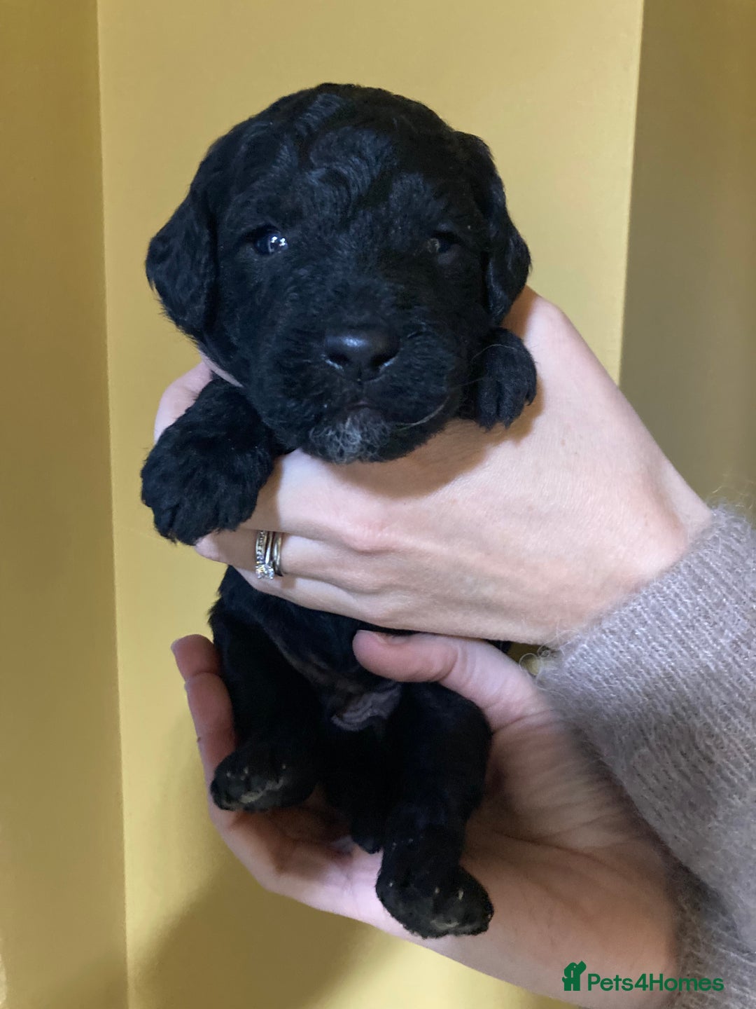 Goldendoodle dogs for sale: Miniature F1B Goldendoodle puppies - Advert 13