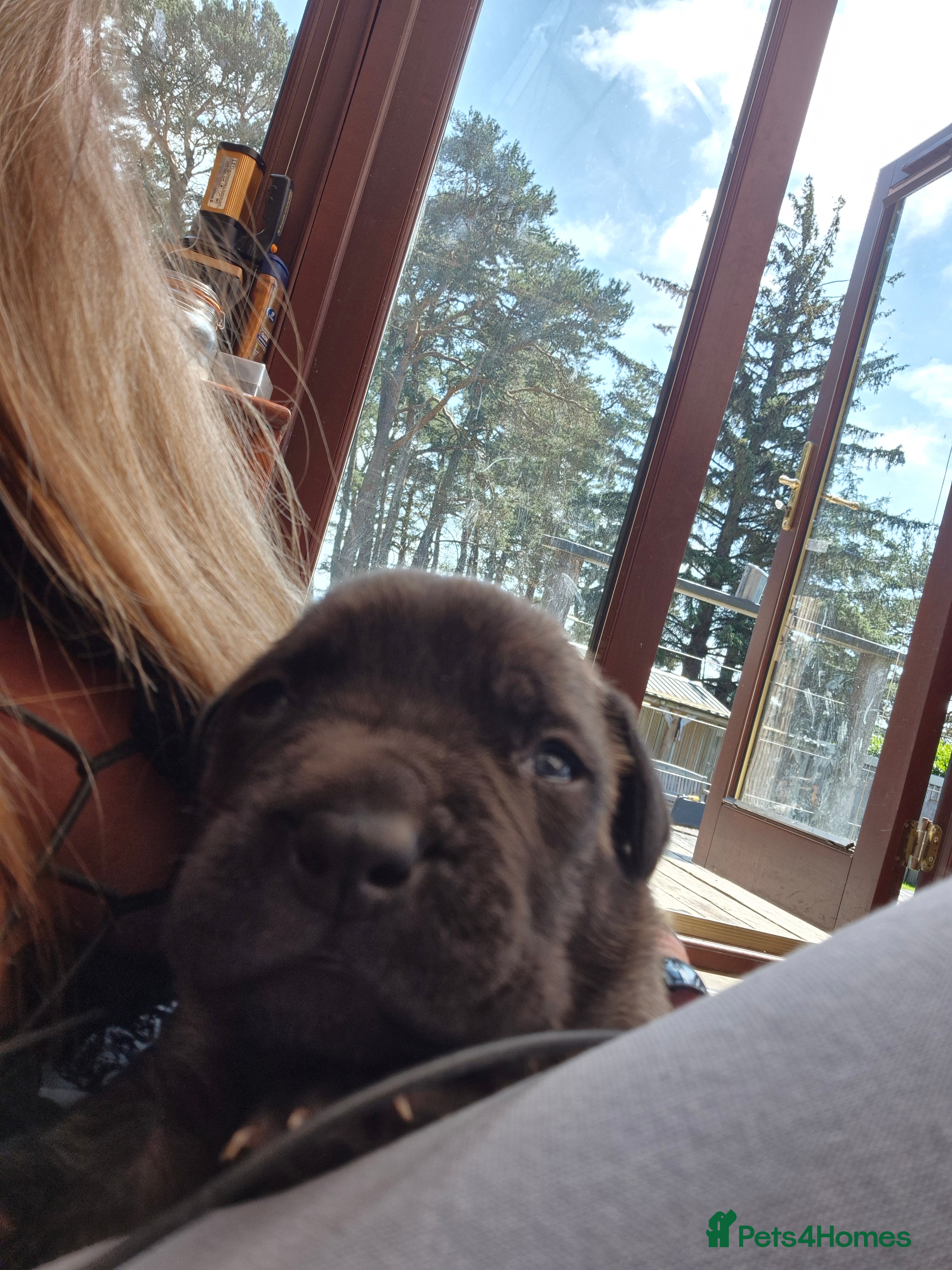 Mixed Breed dogs Beautiful Brindle Cane Corso/ Mastiff pups - Advert 2